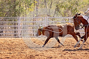 Australian Team Calf Roping Rodeo Event