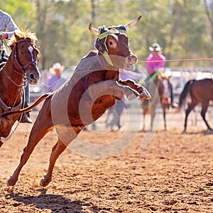 Australian Team Calf Roping Rodeo Event