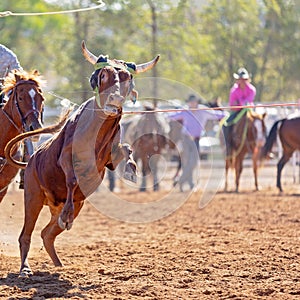 Australian Team Calf Roping Rodeo Event