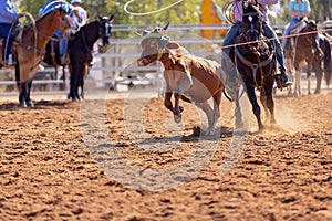 Australian Team Calf Roping Rodeo Event