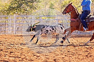 Australian Team Calf Roping Rodeo Event