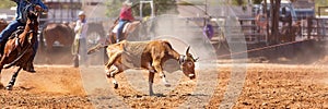 Australian Team Calf Roping Rodeo Event