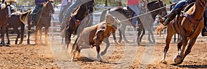 Australian Team Calf Roping Rodeo Event