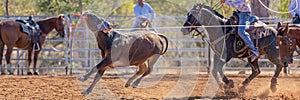 Australian Team Calf Roping Rodeo Event