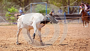 Australian Team Calf Roping Rodeo Event