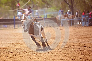 Australian Team Calf Roping Rodeo Event