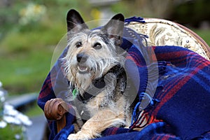 Australian Terrier