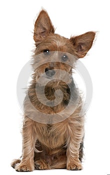 Australian Terrier dog, 9 years old