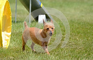 Australian Terrier at a Dog Agility Trial