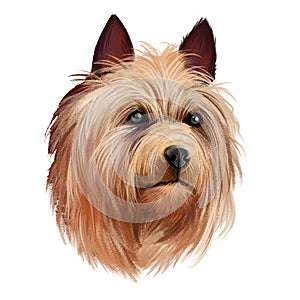 Australian Terrier dog breed digital art illustration isolated on white. Small breed of terrier dog type. The breed was developed