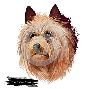 Australian Terrier dog breed digital art illustration isolated on white. Small breed of terrier dog type. The breed was developed