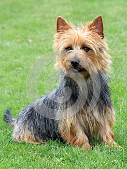 Australian Terrier in the garden