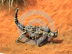 Australian thorny dragon lizard eats an ant