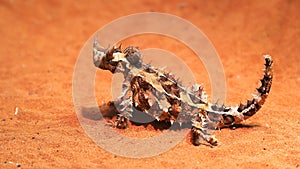 Australian thorny dragon turns its head and looks around