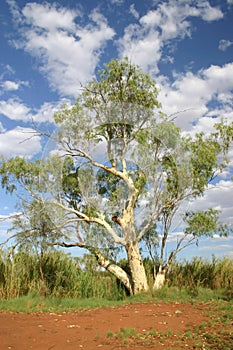Australian tree