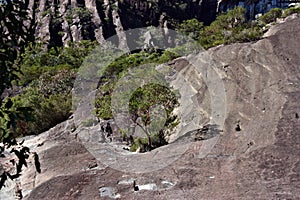 Australian tree in Beerwah mountain