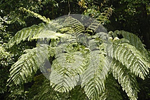 Australian tree fern