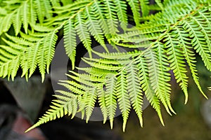 Australian tree fern