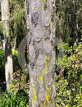 Australian tree fern cyathea cooperi