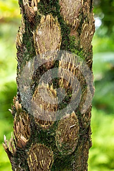 Australian tree fern cyathea cooperi trunk bark closeup - Davie, Florida, USA photo