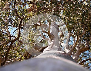 Australian Tree Forest Red Gum Eucalyptus