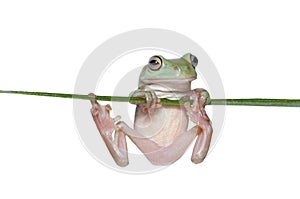 Australian Tree Frog