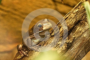 Australian tree frog