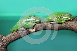 Australian tree frogs or Litoria, genus of tailless amphibians from tree frog family sleep on tree