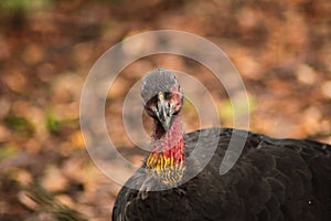 Australian Turkey in the Australian Outback