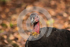 Australian Turkey in the Australian Outback