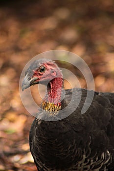 Australian Turkey in the Australian Outback