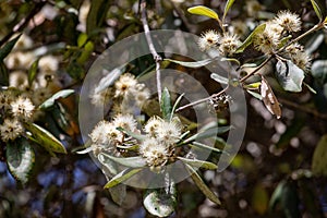Australian Turpentine Tree