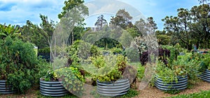Australian urban community garden, raised beds growing vegetables and herbs