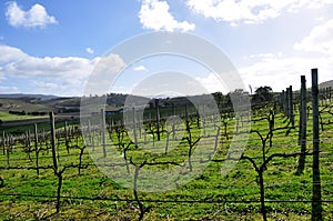 Australian Vineyard in August