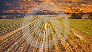 Australian vineyard at sunset