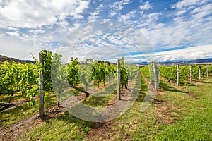 Australian vineyards