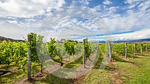 Australian vineyards cinemagraph