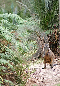 Australian Wallaby