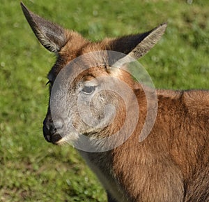 Australian Wallaby