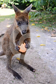 Australian wallaby feeding on a biscuit.