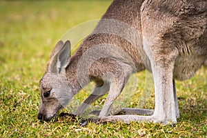 Australian Wallaby grazing in a field