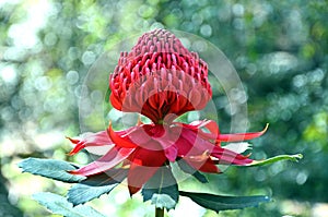 Australian Waratah in dappled light