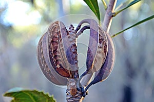 Australian Waratah seed pods