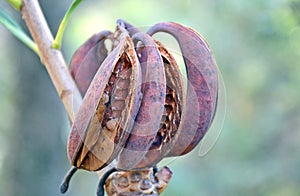 Australian Waratah seed pods