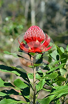 Australian Waratah (Telopea speciosissima)