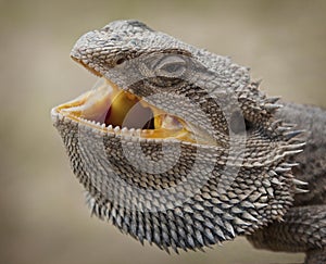 Australian Water Dragon photo