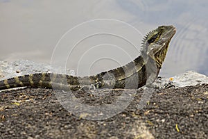 Australian Water Dragon