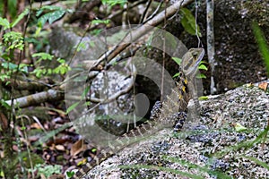 Australian Water Dragon