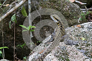 Australian Water Dragon