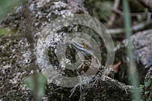 Australian Water Dragon